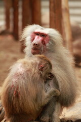 Baboon family grooming in the park
