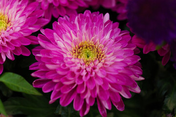 Fototapeta premium Flowers Astra close-up. Bright pink buds of beautiful Asters. Autumn flowers. PHOTO for computer. Macro photography of flowers