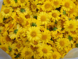 Chrysanthemum indicum Scientific name Dendranthema morifolium, Flavonoids,Closeup pollen of yellow flower freshness Stacked in white plastic bag background