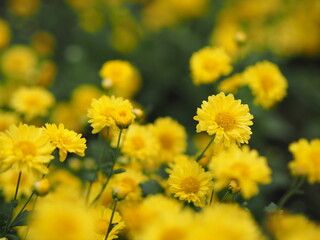 Chrysanthemum indicum Scientific name Dendranthema morifolium, Flavonoids,Closeup pollen of bush yellow flower blooming in garden on blurred of nature background 