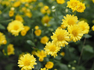 Chrysanthemum indicum Scientific name Dendranthema morifolium, Flavonoids,Closeup pollen of bush yellow flower blooming in garden on blurred of nature background 