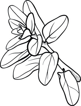 oregano plant black and white drawing clip art preview