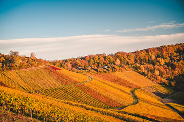 Fototapeta na wymiar Fantastic view of an autumnal vineyard landscape panorama in Germany during sunset. The red and yellow vineyards are illuminated by the golden sunlight.