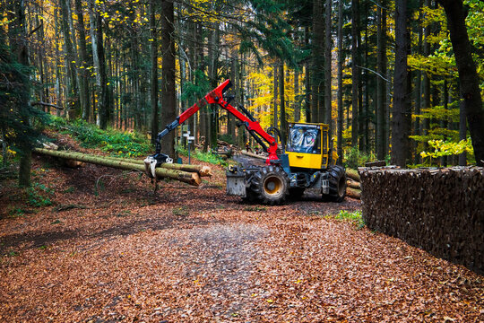 Pine forest harvesting machine and Crane forwarder at during clearing of a plantation. Wheeled harvester sawing trees and clearing forests.