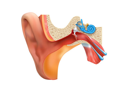 The structure of the human ear in medicine. Vector illustration