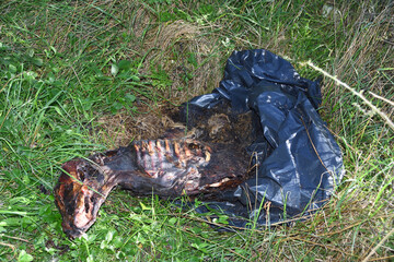 Im Wald entsorgtes totes Kälbchen	