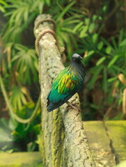 Colourful dove sitting on a branch