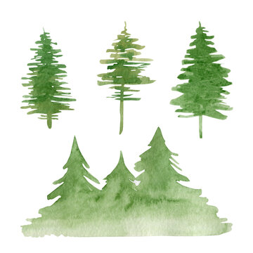 Watercolor green fir trees isolated on white background.