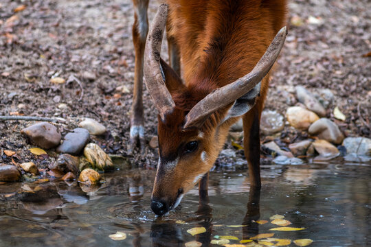 Sitatunga or marshbuck (Tragelaphus spekii) antelope drinking water from a river