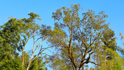 Obraz premium the forest