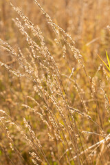 Autumn meadow background with bokeh effect.
