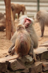 Baboon family grooming in the park
