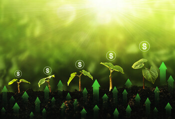 Seedling growing step in garden with dollar icon and green arrow graph. Concept of green and eco...
