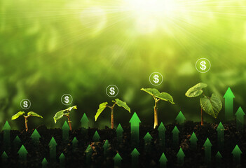 Seedling growing step in garden with dollar icon and green arrow graph. Concept of green and eco business growth, profit, development and success.