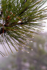 Naklejka na ściany i meble A branch of green spruce with cones and glistening dew drops against the fog. Morning in the mountains. . Blurred focus in the foreground and background Autumn