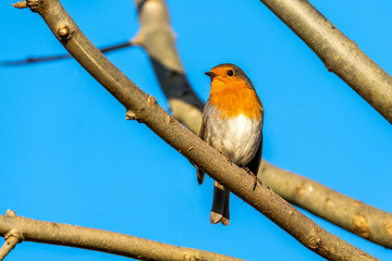 Robin redbreast ( Erithacus rubecula) bird a British garden songbird with a red or orange breast often found on Christmas cards and showing a clear blue sky, stock photo image
