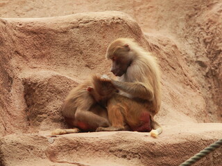 Baboon family grooming in the park