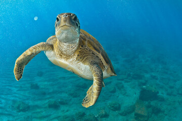 Flying green turtle in the blue