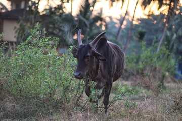 Cow grazing in the field