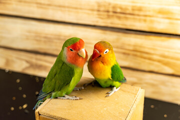 Lovebird parrots on a wooden stand and a background of planks.
