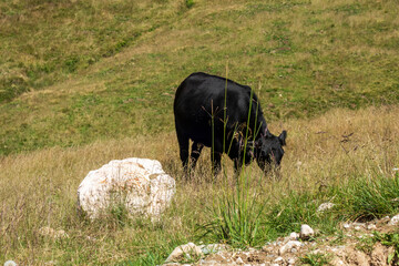 Cows in a valley in Bucegi mountains,  Bucegi national Park,  Romania