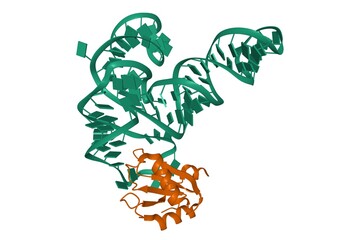 Aminoacyl-tRNA synthetase ribozyme (green) complexed with small ribonucleoprotein (brown), 3D cartoon model, white background