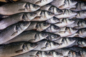 catch of the day to the fish market