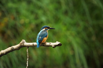 Alcedo atthis. It occurs throughout Europe. Looking for slow-flowing rivers. And clean water. The wild nature of Europe. Free nature. Photographed in the Czech Republic. Beautiful nature photos. A rar