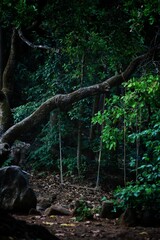 Fototapeta premium Old swing in the woods