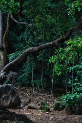 Old swing in the woods