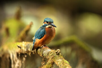 Alcedo atthis. It occurs throughout Europe. Looking for slow-flowing rivers. And clean water. The wild nature of Europe. Free nature. Photographed in the Czech Republic. Beautiful nature photos. A rar