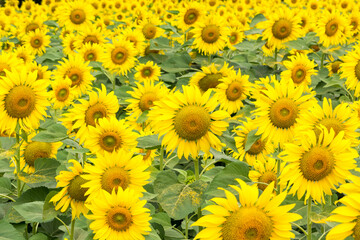 Fototapeta na wymiar Sunflower field nature scene background