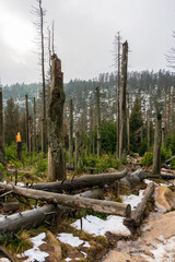 Dead trees caused by bark beetles, forest decline in the Harz Mountains