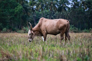 grazing cows in a meadow