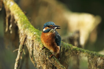 Alcedo atthis. It occurs throughout Europe. Looking for slow-flowing rivers. And clean water. The wild nature of Europe. Free nature. Photographed in the Czech Republic. Beautiful nature photos. A rar