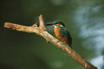 Alcedo atthis. It occurs throughout Europe. Looking for slow-flowing rivers. And clean water. The wild nature of Europe. Free nature. Photographed in the Czech Republic. Beautiful nature photos. A rar