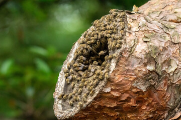 二ホンミツバチの巣！
働きバチの数が多くなり、そろそろ分蜂の時期なのかも知れません。