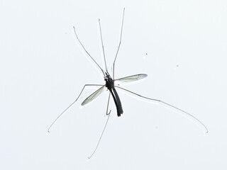 Zanzara gigante su sfondo bianco piccolo dettaglio | insetti 