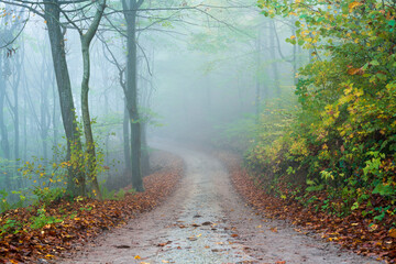 path in the forest in foggy morning