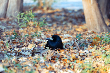 Rook (Corvus frugilegus)  sitting on the ground among fallen leaves. Place for text.