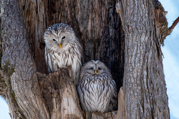 エゾフクロウの夫婦