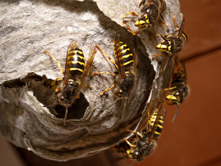 The median wasp (Dolichovespula media) macro. Wasps on the nest surface. Nest under the eaves of...