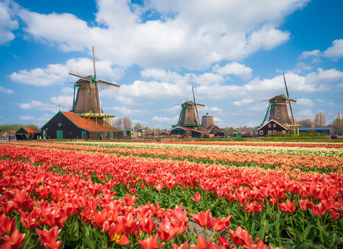 Beautiful Dutch scenery with traditional windmills and tulip flowers foreground in Zaanse Schans. Netherlands 