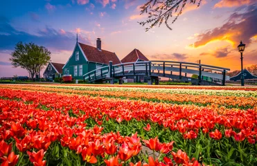 Beautiful view of traditional dutch village in Zaanse Schanse with tulip flowers foreground © Pawel Pajor