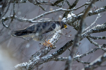 Wanderfalke (Falco peregrinus)