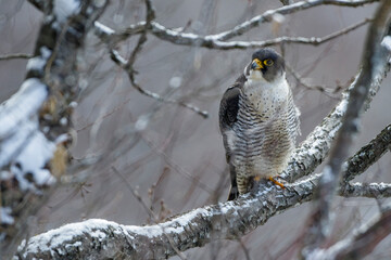 Wanderfalke (Falco peregrinus)