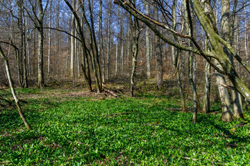 B&auml;rlauchlandschaft, erstes Gr&uuml;n im Fr&uuml;hlingswald, Baden-W&uuml;rttemberg, Deutschland