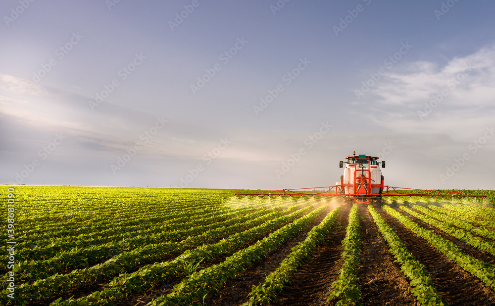 Wall mural tractor spraying soy field in sunset.