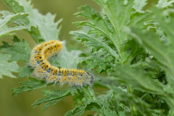 Lasiocampa trifolii, Grass eggar, yellow caterpillar on the leaf with green background