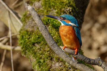 Eisvogel (Alcedo atthis) Männchen